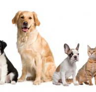Auramist Lodge Dog Boarding  Cattery - Internet Find