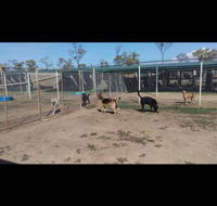 Mykito Boarding Kennels  Cattery - Internet Find