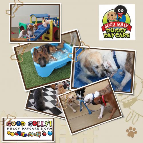 Dog Trainers Yarrawonga NT Internet Find