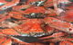 Wallis Lake Fishermen’s Co–operative Ltd - thumb 2