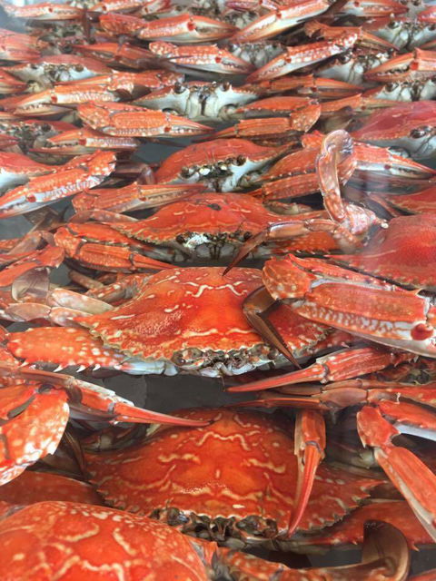 Wallis Lake Fishermen’s Co–operative Ltd - Internet Find 2