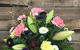 Gin Gin Flower Spot - thumb 2