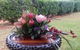 Gin Gin Flower Spot - thumb 4