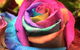 Hot Poppyz Florist - thumb 3