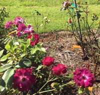 A Rosemere Roses - Internet Find