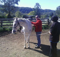 Ben Walder Horse Acupuncture  Iridology - Internet Find