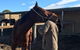 Ben Walder Horse Acupuncture & Iridology - thumb 2