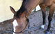 Ben Walder Horse Acupuncture & Iridology - thumb 4