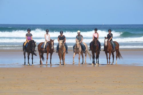 Horse Riding Medowie NSW Internet Find