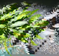 Wulguru Indoor Plant Hire - Internet Find