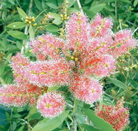 Mad About Plants - Internet Find