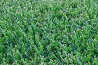 Lawn Turf Supplies Bunya Creek QLD Internet Find