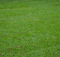 Greenview Turf - Internet Find