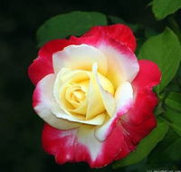Allora Rose Gardens - Internet Find