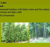 Bamboo Creations Australia - Internet Find