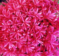 Arnhem Nursery - Internet Find