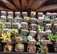 Jigsaw Garden Centre - Internet Find