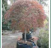 Civic Trees Pty Ltd - Internet Find