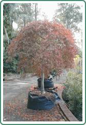 Civic Trees Pty Ltd - Internet Find 0