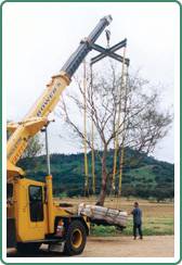 Civic Trees Pty Ltd - Internet Find 1