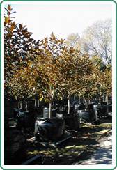 Civic Trees Pty Ltd - Internet Find 2
