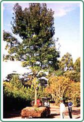 Civic Trees Pty Ltd - Internet Find 3