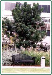 Civic Trees Pty Ltd - Internet Find 4