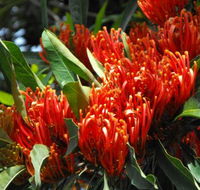 Summerland Garden Centre - Internet Find