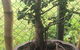 Bonsai Bliss - thumb 0