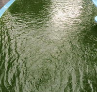 Friendly Pool  Spa Care - Internet Find