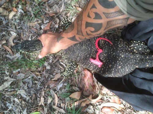 Snake Catchers Internet Find