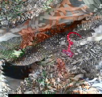 Scaly Critter Catchers - Internet Find